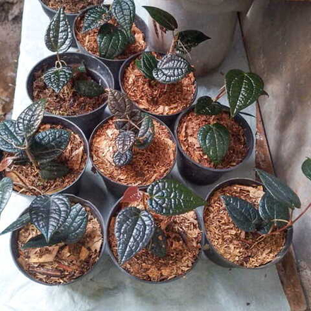 Перец 09 Роскошный