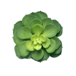 Суккулент Эхеверия зеленый