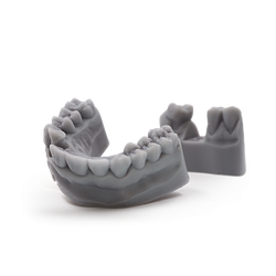 Dental Model Light Grey