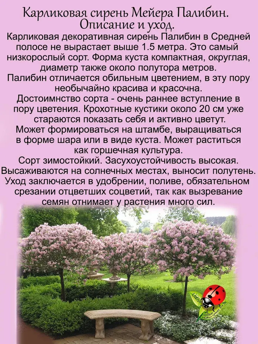 Карликовая сирень Мейера Палибин.
