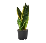 Сансевиерия