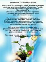 Горец японский Вариегата многолетний