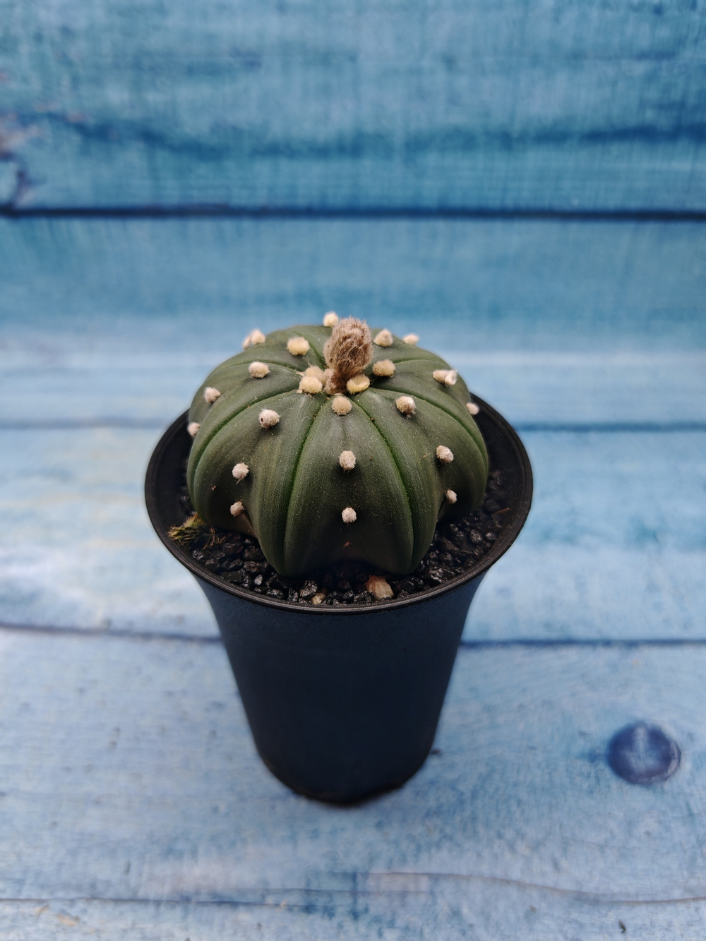 Astrophytum Asterias (Астрофитум)