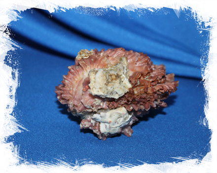 Хама брассика (Chama brassica)