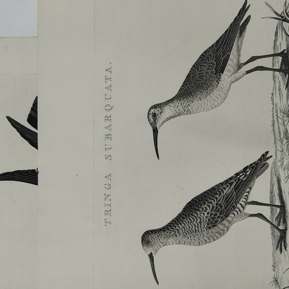 Зепп Ян. Птица кулик (самец и самка). Tringa Subarquata. Гравюра на меди. Амстердам, 1829 г.