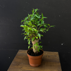 Фикус Бенджамина