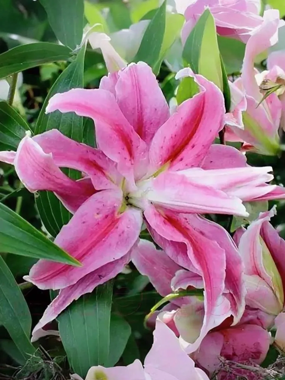 Лилия махровая Дистант Драм (восточный гибрид)