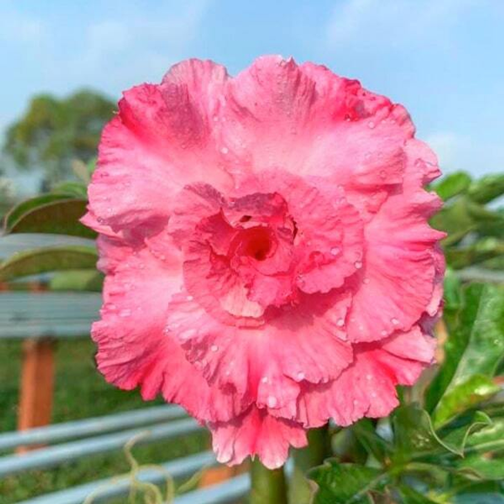 Адениум обесум 085 Rose Of The Min