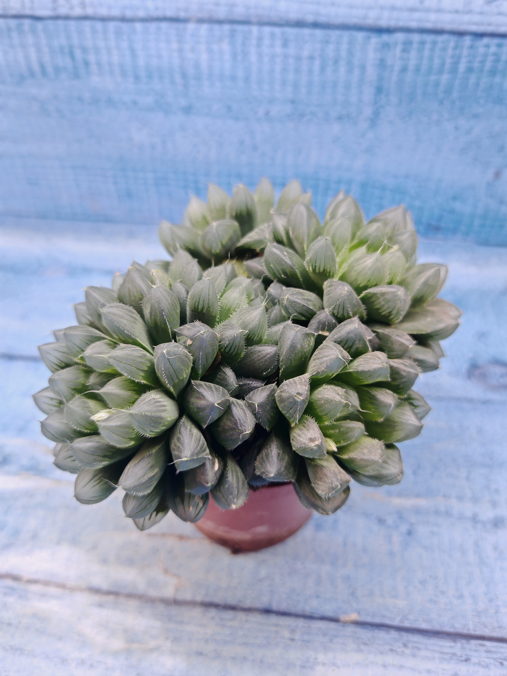 Haworthia Cooperi Pilifera (Хавортия)
