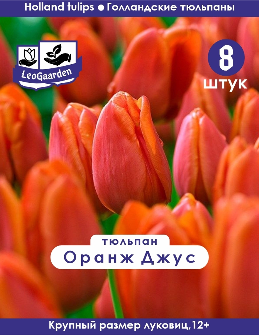 Тюльпан Оранж Джус, 8 шт, разбор 12+