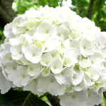 «Шнеебол» (Hydrangea macrophylla «Schneeboll») август 2025 г.