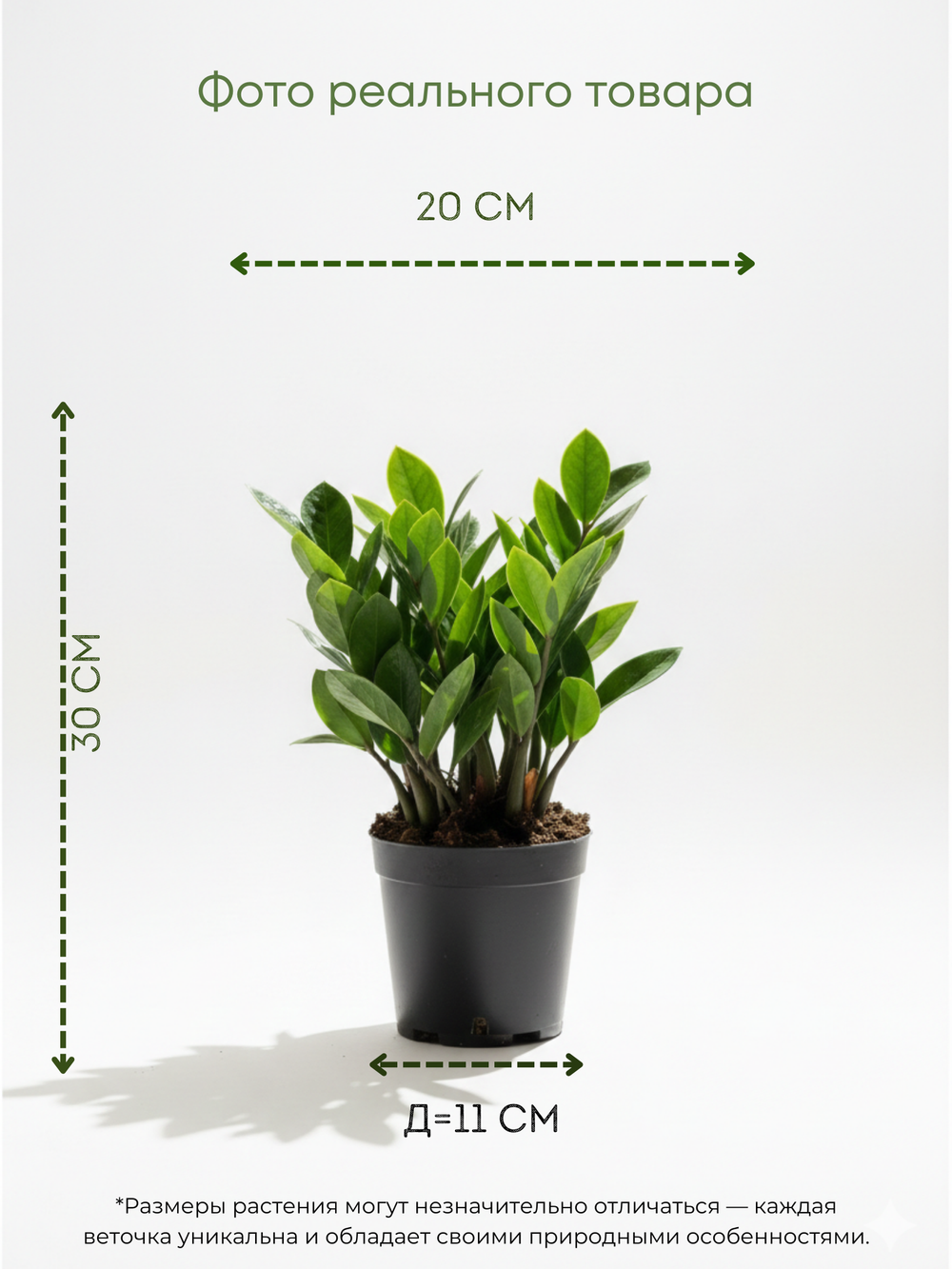 Замиокулькас Pointed Leaf д. 12