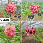 Ванда V RENU GOLD X V BITZS HEARTTHROB #448