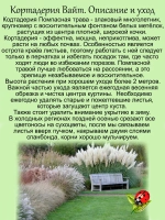 Злак Кортадерия селло Пампасная трава
