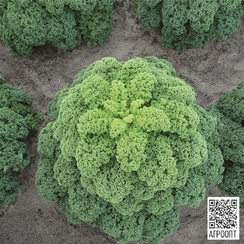 Олденбор F1 семена капусты листового (Bejo / Бейо)