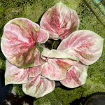 Каладиум PHON SUANG PHLAENG