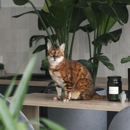 Pet-friendly растения