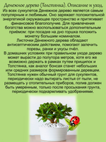 Денежное дерево Толстянка