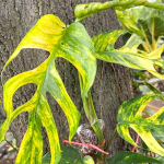 Эпипремнум PINNATUM GOLDEN FLAME MATURE