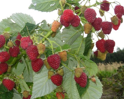 Малина ремонтантная сорт Бриллиантовая