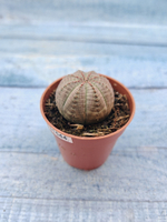 Euphoria Obesa (Эуфорбия)