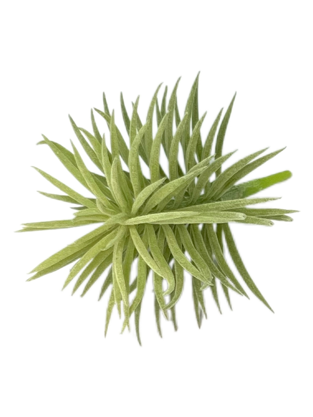 Суккулент 122 сизый