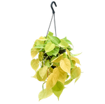 Филодендрон "Скан Голд"