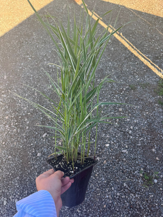 Фалярис тросниковый 'Feesey' С2 Закупка М43 май- июнь 2026