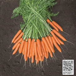 Мокум F1 семена моркови нантской (Bejo / Бейо)