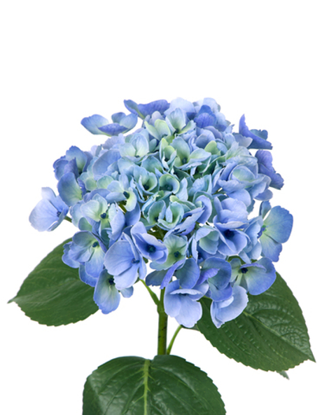 Гортензия крупнолистная на стебле - Зелено-голубой