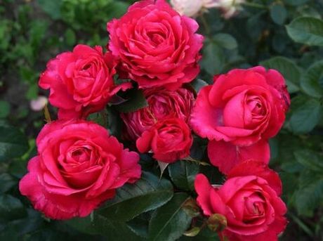 Черри Леди (Cherry Lady)