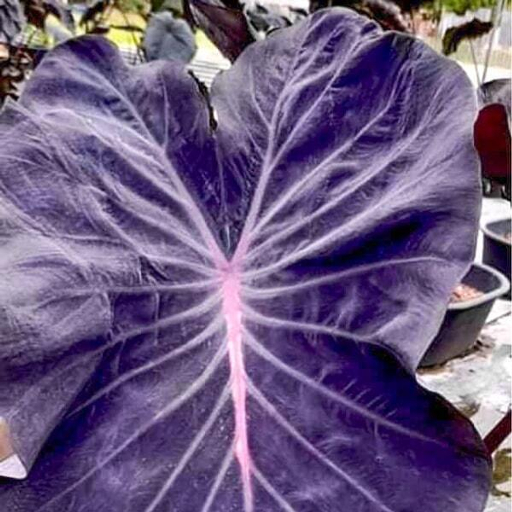 Колоказия VIOLET BLACK