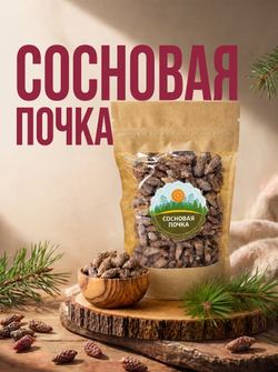 Сосновая почка