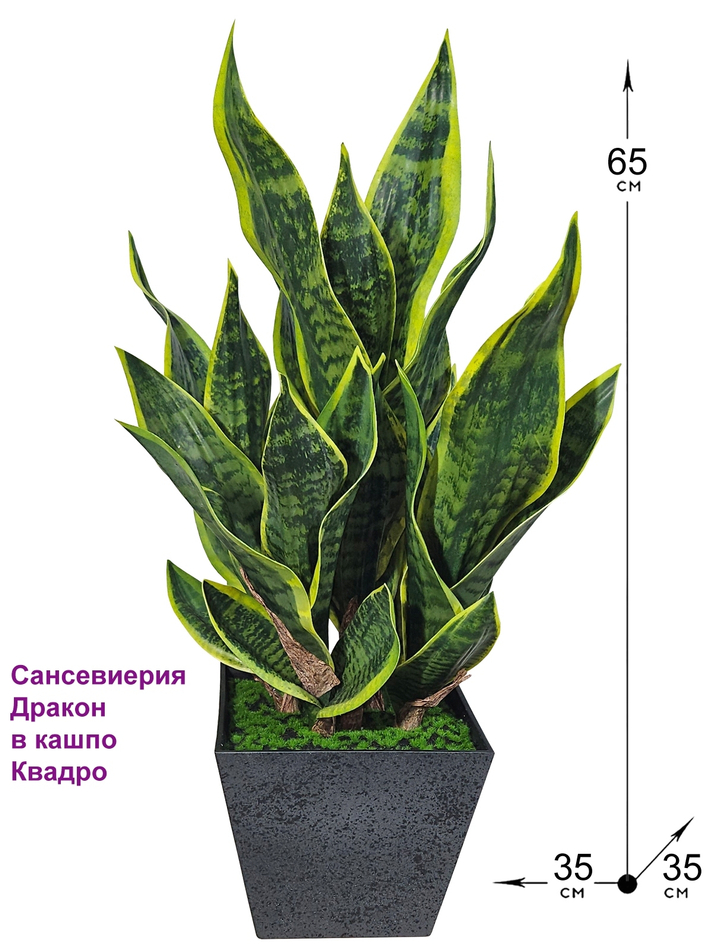 Сансевиерия Дракон в стильном кашпо лофт