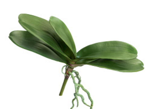 Листья Орхидеи Фаленопсис большие с корнями