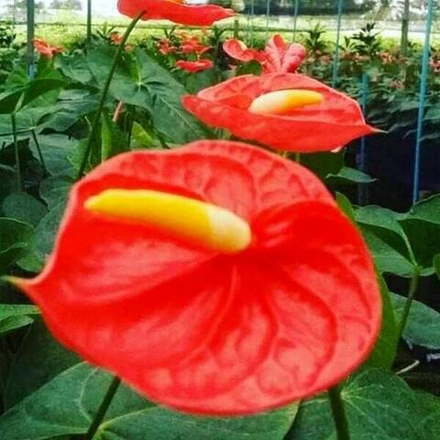 Антуриум Андрэ ORANGE THAI р. МИНИ