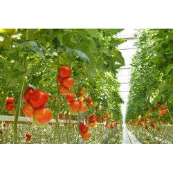 Дождеватель для полива GF GF80005624 импульсный секторный для огорода SPIT 1 | GF