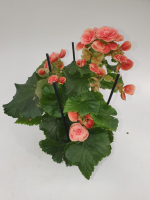 Бегония Элатиор (Бегония вечноцветущая)