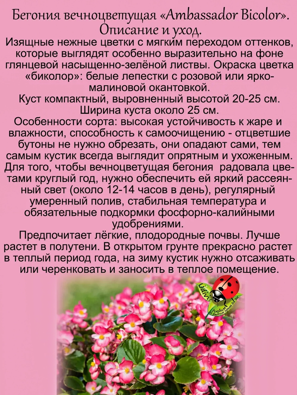 Бегония Амбассадор вечноцветущая биколор