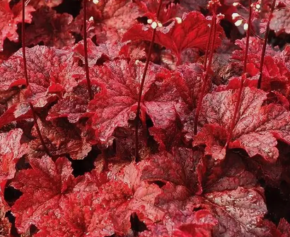 Гейхеры и гейхереллы Скоро!