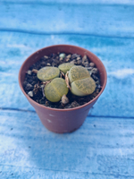 Lithops sp. (Литопсы)
