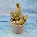 Tephrocactus Articulatus (Тефрокактус)