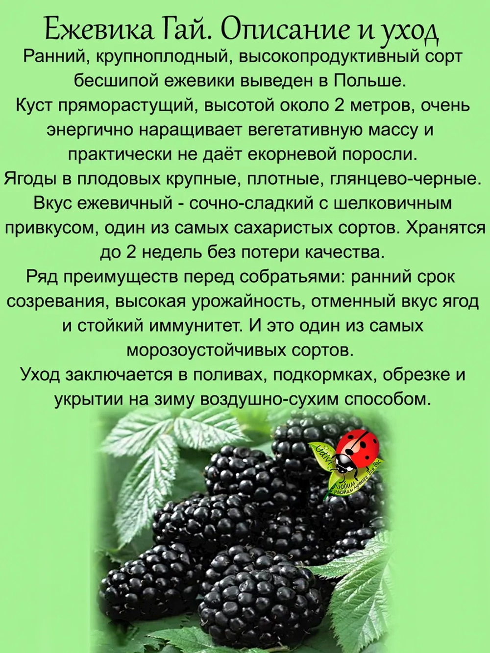 Ежевика Гай бесшипная.