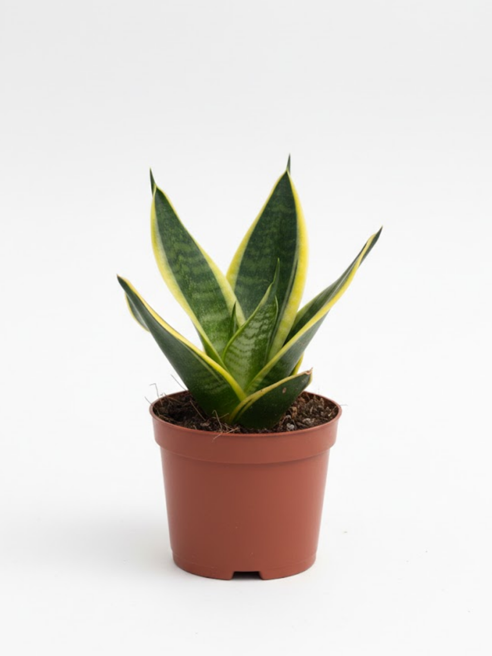 Сансевиерия Single Head Lotus Orc