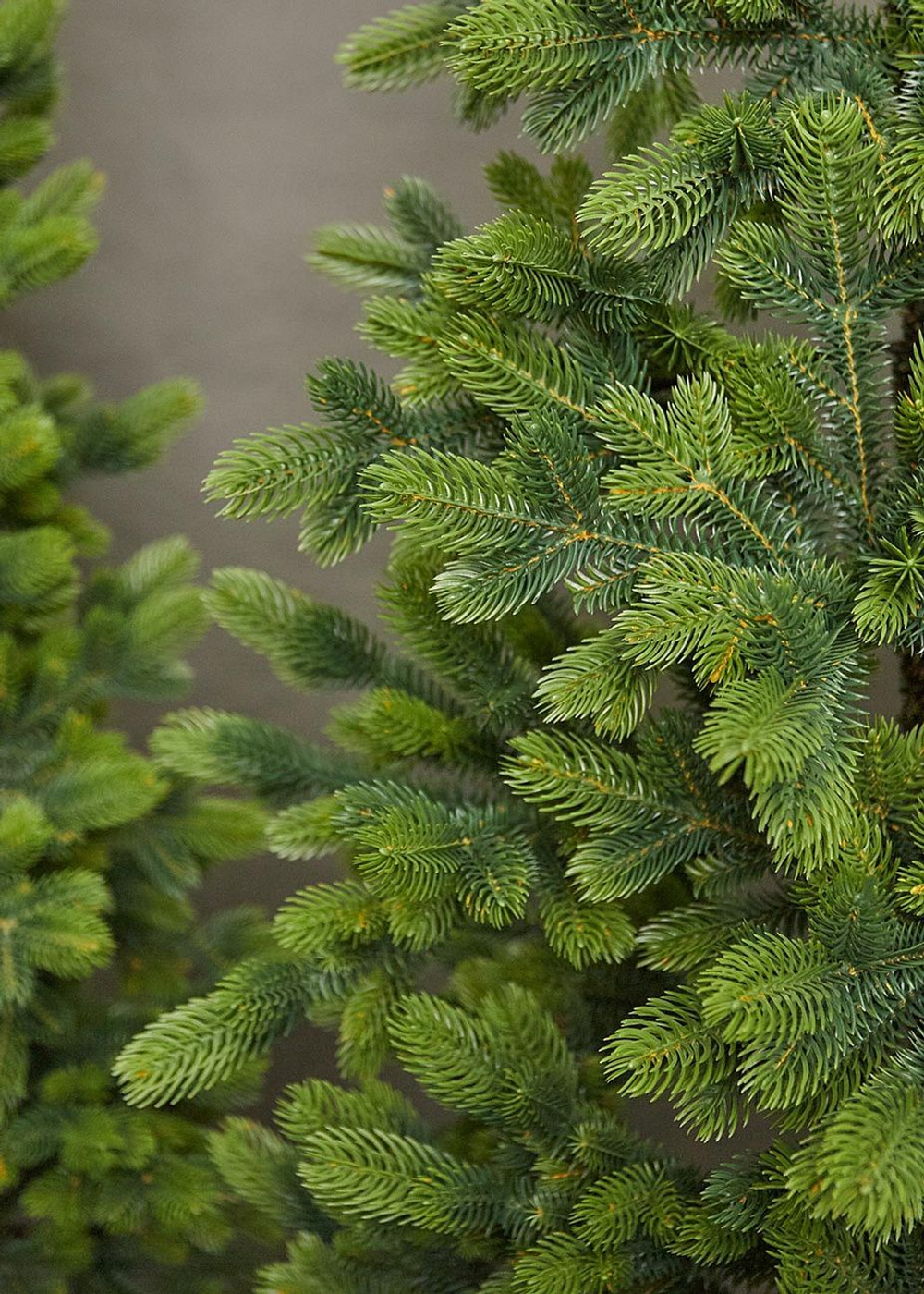 Ель искусственная литая Королева Тянь Шань