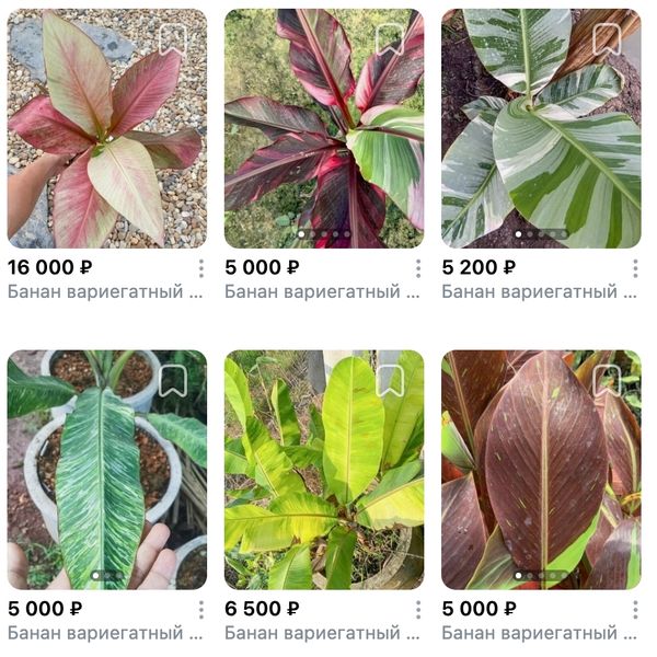 Предзаказ Вариегатные бананы Таиланд, поставка S02 май 2026 Предзаказ Вариегатные бананы Таиланд, поставка S02 май 2026
