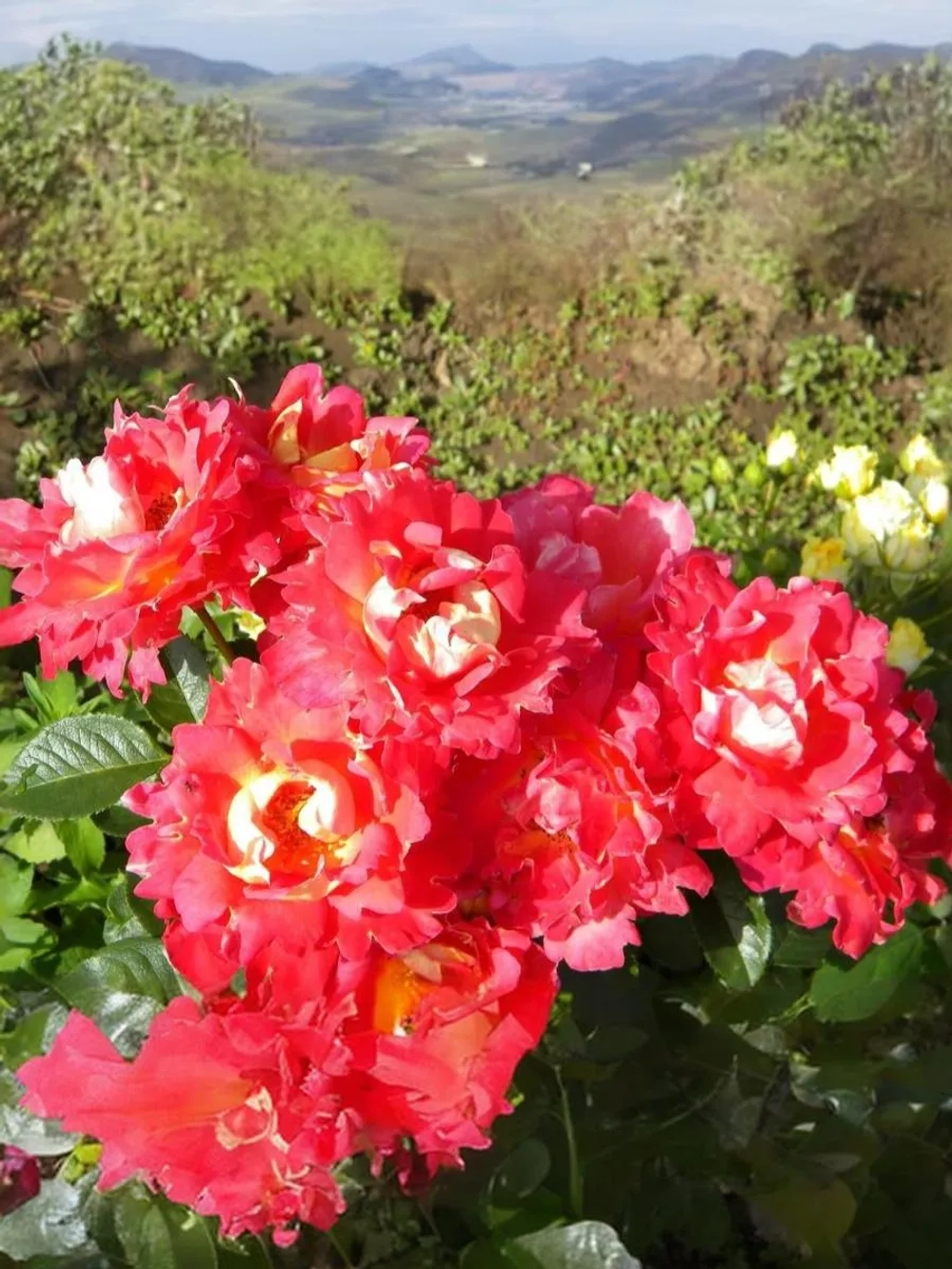 Роза шраб Мейян Декор Арлекин