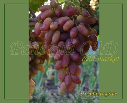 Виноград Преображение