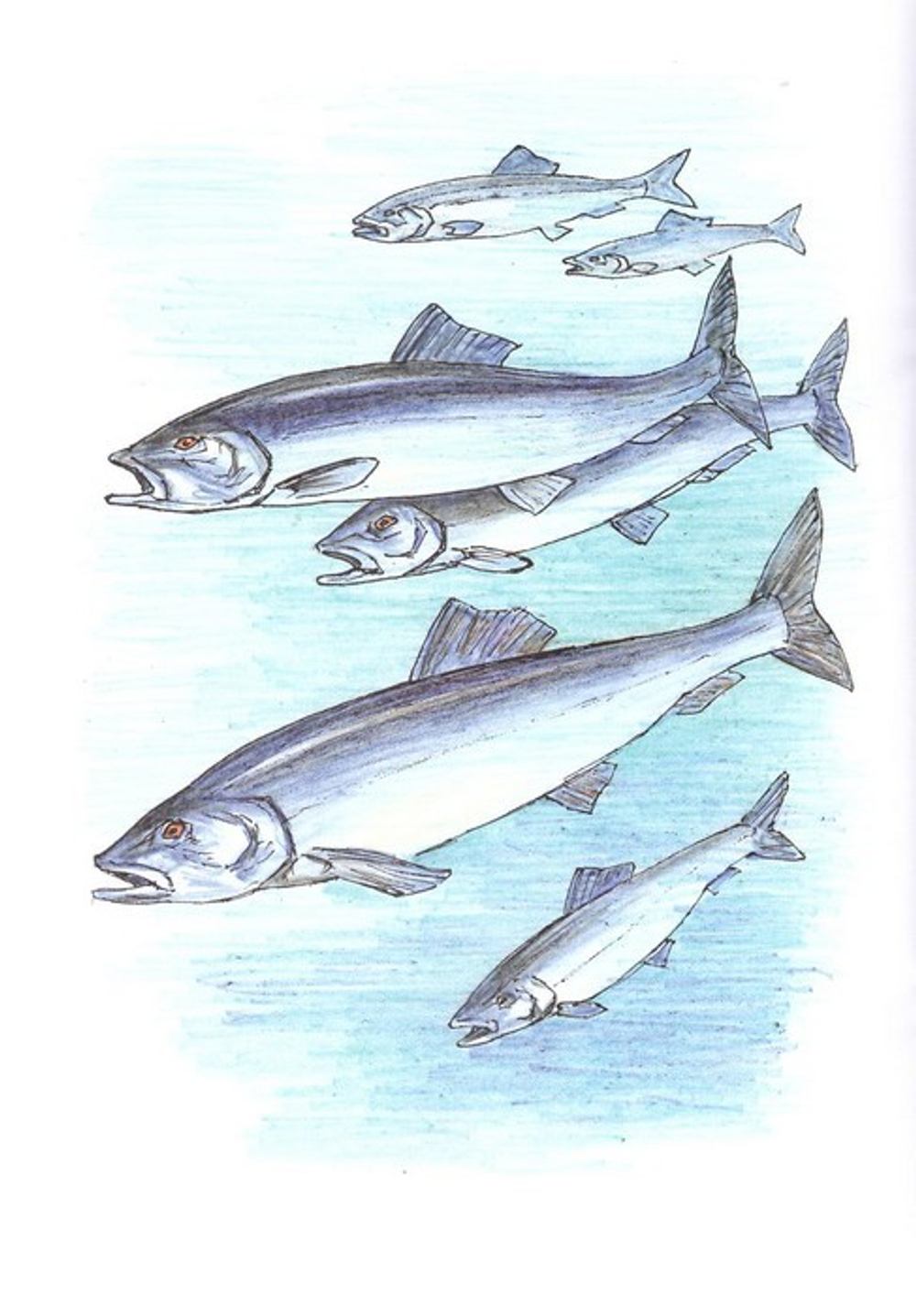 Альбом для раскрашивания полноцветный. Раскраски