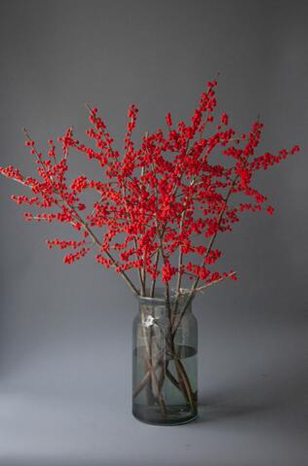 Илекс красный